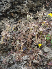 Kalanchoe garambiensis