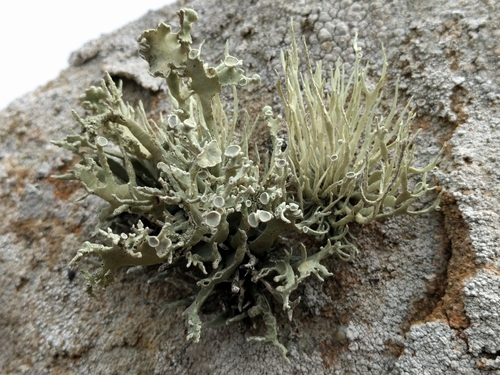 Armored Sea-Fog Lichen