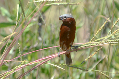 Sporophila cinnamomea