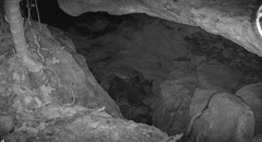 Pseudelaphe phaescens