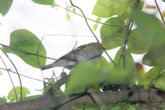 Phylloscopus proregulus