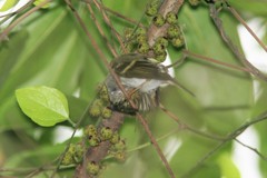Phylloscopus proregulus