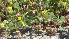 Medicago coronata