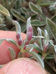 Dasineura lupinorum