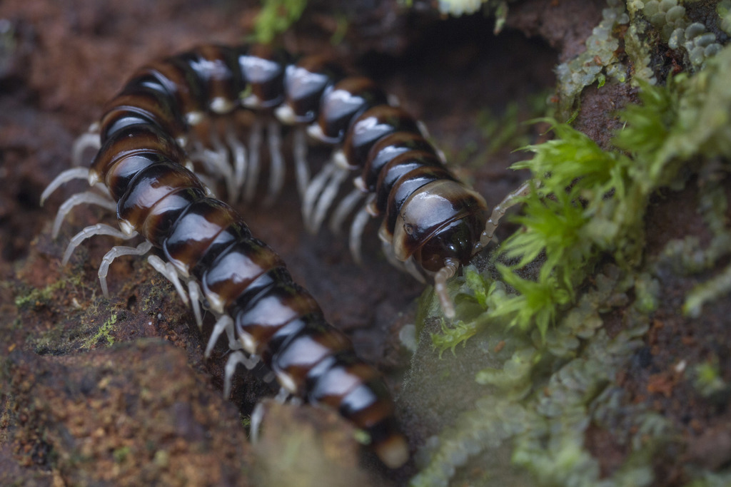Aphelidesminae
