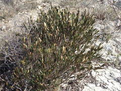 Cneorum tricoccon