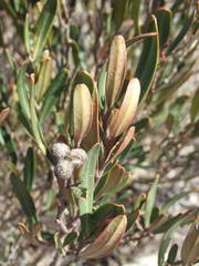 Cneorum tricoccon