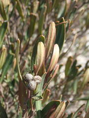 Cneorum tricoccon