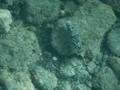 Sphoeroides marmoratus