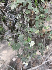 Xanthosia scopulicola