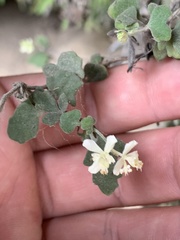Xanthosia scopulicola