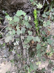 Xanthosia scopulicola