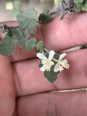 Xanthosia scopulicola