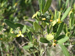 Cneorum tricoccon