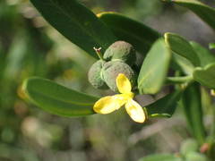 Cneorum tricoccon