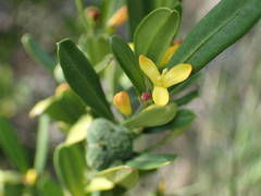 Cneorum tricoccon