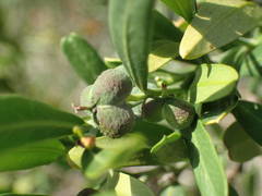 Cneorum tricoccon