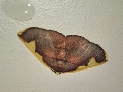 Nothomiza flavicosta