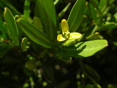 Cneorum tricoccon