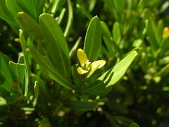 Cneorum tricoccon