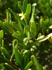 Cneorum tricoccon