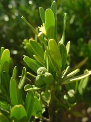 Cneorum tricoccon