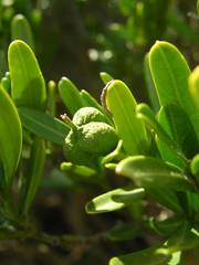 Cneorum tricoccon