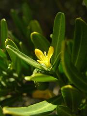 Cneorum tricoccon