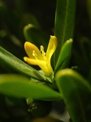 Cneorum tricoccon