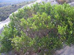 Cneorum tricoccon