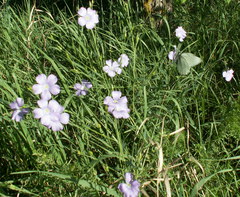 Linum nervosum