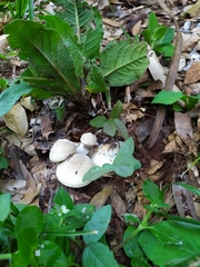 Macrocybe