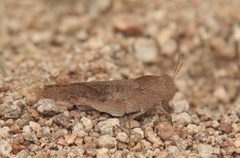 Humbe tenuicornis