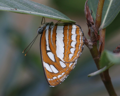 Neptis hylas varmona