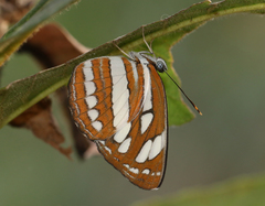 Neptis hylas varmona