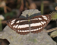 Neptis hylas varmona