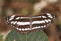 Neptis hylas varmona