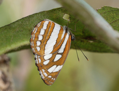 Neptis hylas varmona