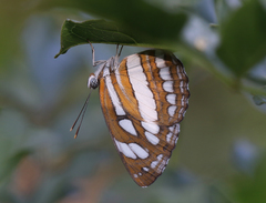 Neptis hylas varmona