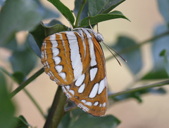Neptis hylas varmona