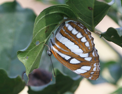Neptis hylas varmona