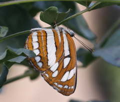 Neptis hylas varmona