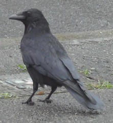 Corvus corone corone