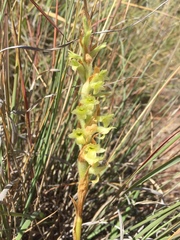 Dichromanthus michuacanus