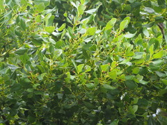 Cinnamomum reticulatum