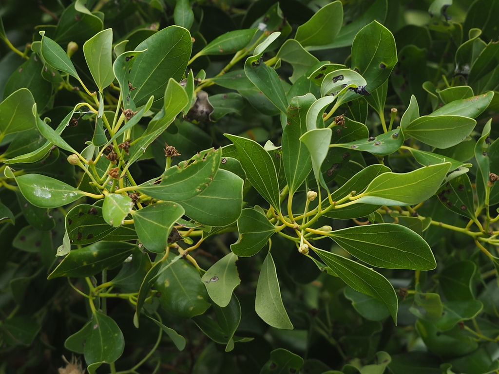 Cinnamomum reticulatum
