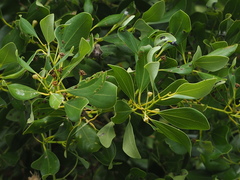 Cinnamomum reticulatum