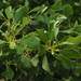 Cinnamomum reticulatum - Photo no rights reserved, uploaded by 葉子