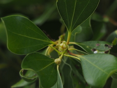 Cinnamomum reticulatum