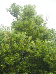 Cinnamomum reticulatum